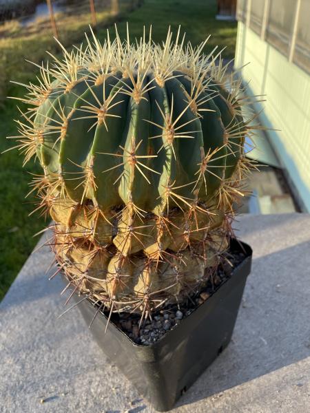 Ferocactus electracanthus